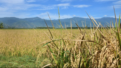 Anomali Deflasi Beras di Tengah El Nino dan Kekeringan, Ternyata Produksi November 2024 Lampaui Ekspektasi
