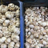 Harga Pangan Hari Ini 12 Agustus 2026: Bawang Merah Rp39.400 per Kilogram hingga Bawang Putih Rp40.650 per Kilogram