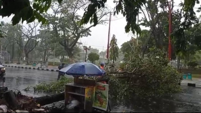 Cuaca Ekstrim, Sejumlah Pohon di Lamongan Tumbang