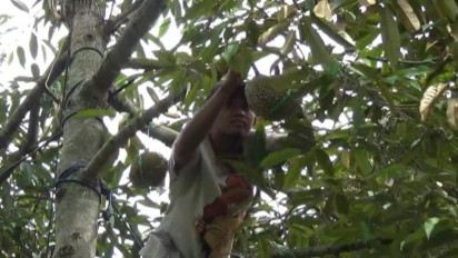 Nikmatnya Durian Lokal Wonosalam, Rasanya Manis Pahit Legit