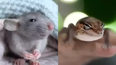 Ilustrasi hewan tikus dan cicak di dalam rumah