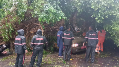 Pohon Beringin Besar Tumbang di Surabaya, Mobil Satpol PP dan Motor Tertimpa