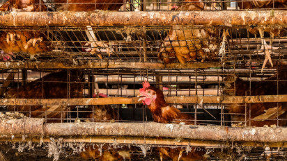 100 Ribu Lebih Bebek di AS Akan Dimusnahkan Usai Temuan Flu Burung