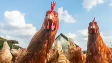 Ilustrasi hewan ayam