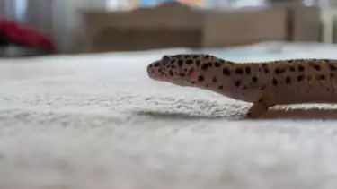 Ilustrasi cicak gecko di dalam rumah