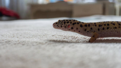 Lagi Shalat Tiba-tiba Lihat Kotoran Cicak di Depan Sajadah, Kita Harus Bagaimana? Ustaz Khalid Basalamah Bilang...