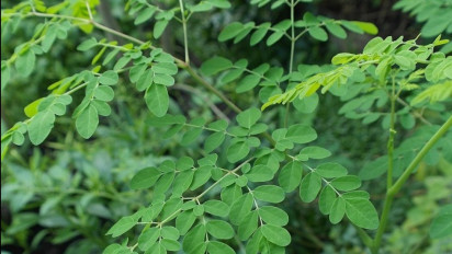 Jurus Sehat untuk Orang yang Cuci Darah ala dr Zaidul Akbar, Salah Satunya Daun Kelor