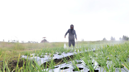 Cerita Petani di Tanah Humbang Hasundutan, Harapan Baru dari Program Lumbung Pangan