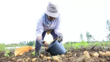 Seorang petani perempuan bekerja menggarap lahan kentang industri milik salah satu perusahaan swasta di Tanah Humbang Hasundutan, Sumatera Utara.