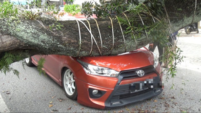 Pohon Tumbang di Medan Sebabkan Ringsek 4 Mobil yang Melintas
