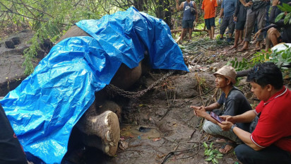 Seekor Gajah di Gianyar, Bali, Terseret Banjir Ditemukan Tewas