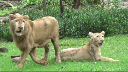 Hadirkan Sepasang Singa Putih Afrika, Kebun Binatang Surabaya Siap Sambut Libur Nataru