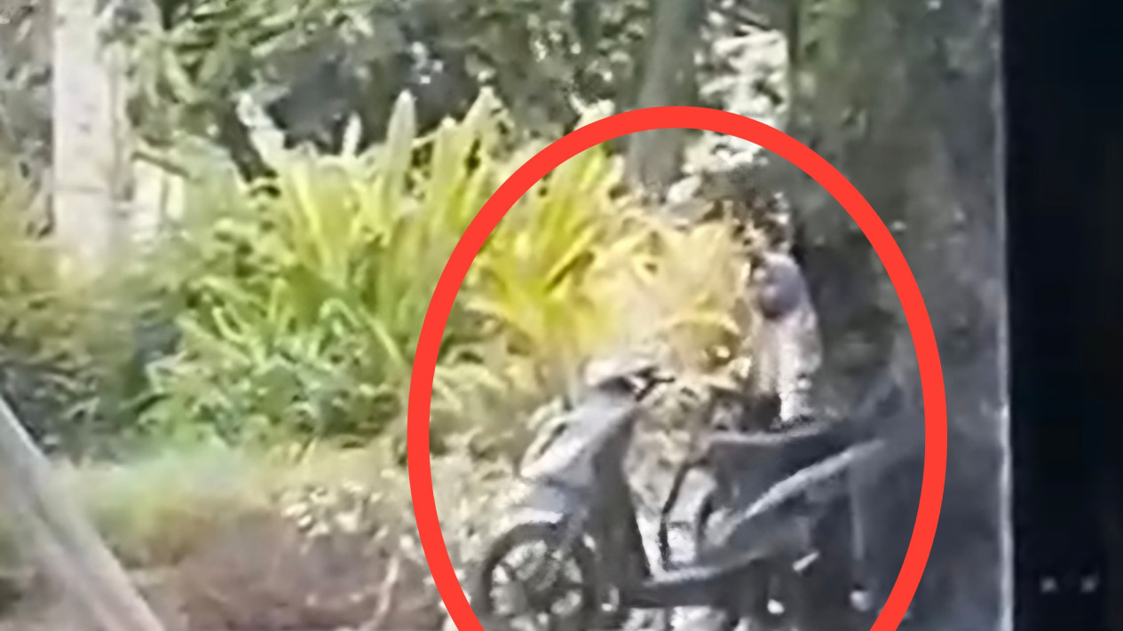 Meresahkan, Sejoli di Probolinggo Berbuat Mesum di Tempat Umum
            - galeri foto