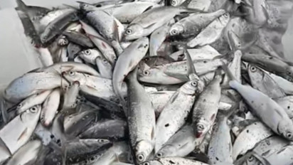 Banjir Rob Masih Terjadi di Sidoarjo, Petani Panen Dini