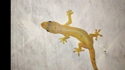 Benarkah Rumah yang Banyak Cicak Petanda Ada Jin? Kata Ustaz Adi Hidayat Bisa Jadi Ujian Keimanan dalam Islam Sebaiknya Lakukan Ini