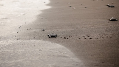 Upaya Menjaga Ekosistem Laut, PERURI Lepas Puluhan Ekor Tukik di Pantai Saba, Gianyar