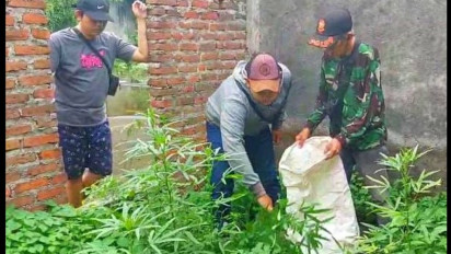 Polisi Amankan Puluhan Batang Tanaman Ganja di Sebuah Rumah Kosong Sidoarjo