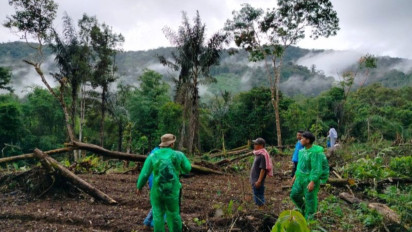 Harimau Sumatera Tiba-tiba Muncul di Pasaman dengan Perilaku Unik