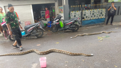 3 Ular Jenis Sanca Kembang Ditemukan saat Banjir Datang di Sidoarjo