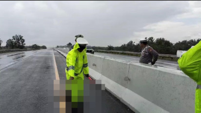 Seekor Macan Akar Dewasa Mati Tertabrak Kendaraan yang Melintas di Tol Dumai-Pekanbaru