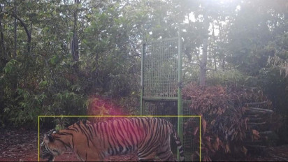 Harimau Sumatera Terekam Kamera Area Kandang Jebak di Pesisir Barat Lampung