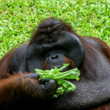 Puluhan Ribu Pengunjung Penuhi Ragunan, Kandang Gajah-Gorilla Jadi Tempat Favorit