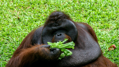 Puluhan Ribu Pengunjung Penuhi Ragunan, Kandang Gajah-Gorilla Jadi Tempat Favorit