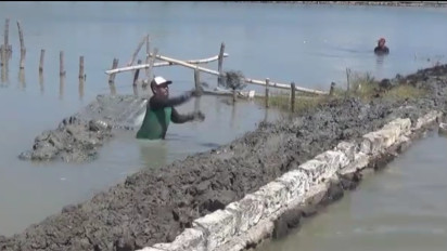 Jelang Puncak Rob Ratusan Petani Tambak di Kecamatan Sedati Tinggikan Tanggul Penahan Air