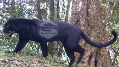 Tiga Macan Tutul Terekam Kamera Pengawas Balai TNGC Gunung Ciremai