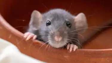 Ilustrasi hewan tikus sedang berada di rumah