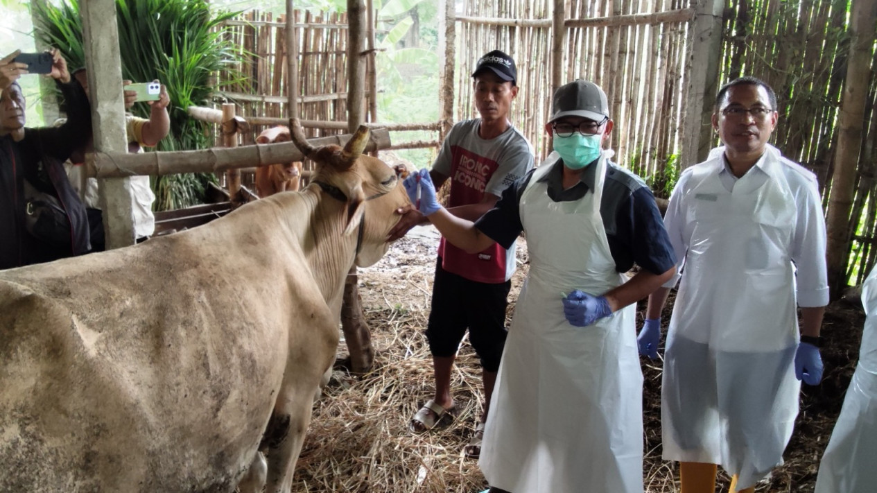 Tanggap Cepat Kementan dan Dinas Jatim Atasi Kasus PMK di Magetan, Genjot Vaksinasi Massal
            - galeri foto