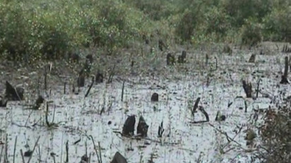 Hutan Mangrove di Pesisir Timur Sidoarjo Rusak Parah