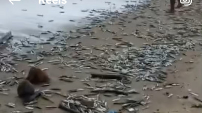 Fenomena Ribuan Ikan Terdampar di Pantai Jimbaran, Ini Penjelasan BKSDA Bali