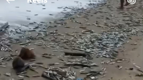Fenomena Ribuan Ikan Terdampar di Pantai Jimbaran, Ini Penjelasan BKSDA ...