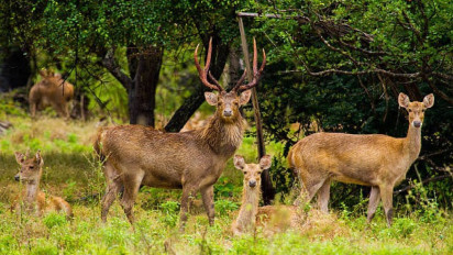 Komplotan Pemburu Rusa Diringkus di Lampung, Delapan Orang Diamankan, Tiga Jadi Tersangka