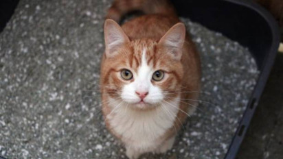 Ustaz Khalid Basalamah Sarankan Jangan Pelihara Kucing dalam Rumah Dikhawatirkan Ada Najis, Ini Penjelasannya