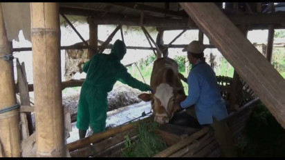 Wabah PMK Kembali Melanda Kota Batu, Tiga Sapi Terjangkit