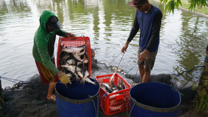 Ikat Asosiasi Cat Fish Hulu-Hilir, KKP Optimalkan Serapan Produksi Lele dan Patin Nasional: Dorong agar Dukung MBG