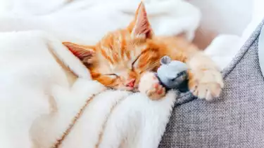 Tolong Mulai Sekarang Sajadah Dicek Dulu Ada Bulu Kucing atau Tidak? Buya Yahya Ingatkan Hukumnya Bisa Batalkan Shalat kalau ....