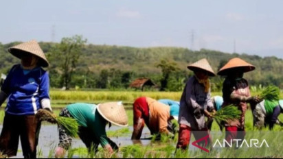 Pengamat : Dwi Andreas Punya Andil Hambat Swasembada Lewat Pengadaan Fiktif Kementan