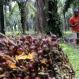 Dinilai Rugikan Petani Sawit, SPKS Usul Pembatalan Kenaikan Pungutan Ekspor CPO 12,5 Persen