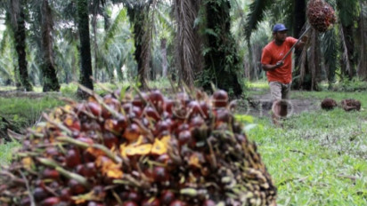 Dorong Produktivitas Lanjutan, Sektor Sawit Manfaatkan Inovasi Teknologi