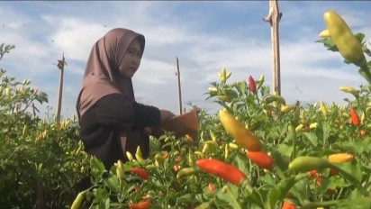 Petani di Jombang Kebanjiran Berkah saat Harga Cabai Meroket