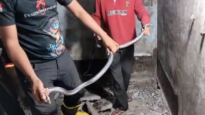 Rumah Kosong di Madiun Jadi Sarang dan Tempat Berkembang Biak Ular Kobra Jawa