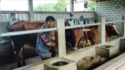 Penyakit Mulut dan Kuku Kembali Muncul di Nganjuk, 10 Ekor Ternak Mati 90 Lainnya Terjangkit Virus