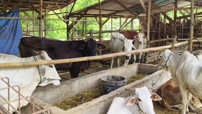 Puluhan Sapi di Rembang Terpapar Penyakit Mulut dan Kuku, 4 Ekor Sapi Mati