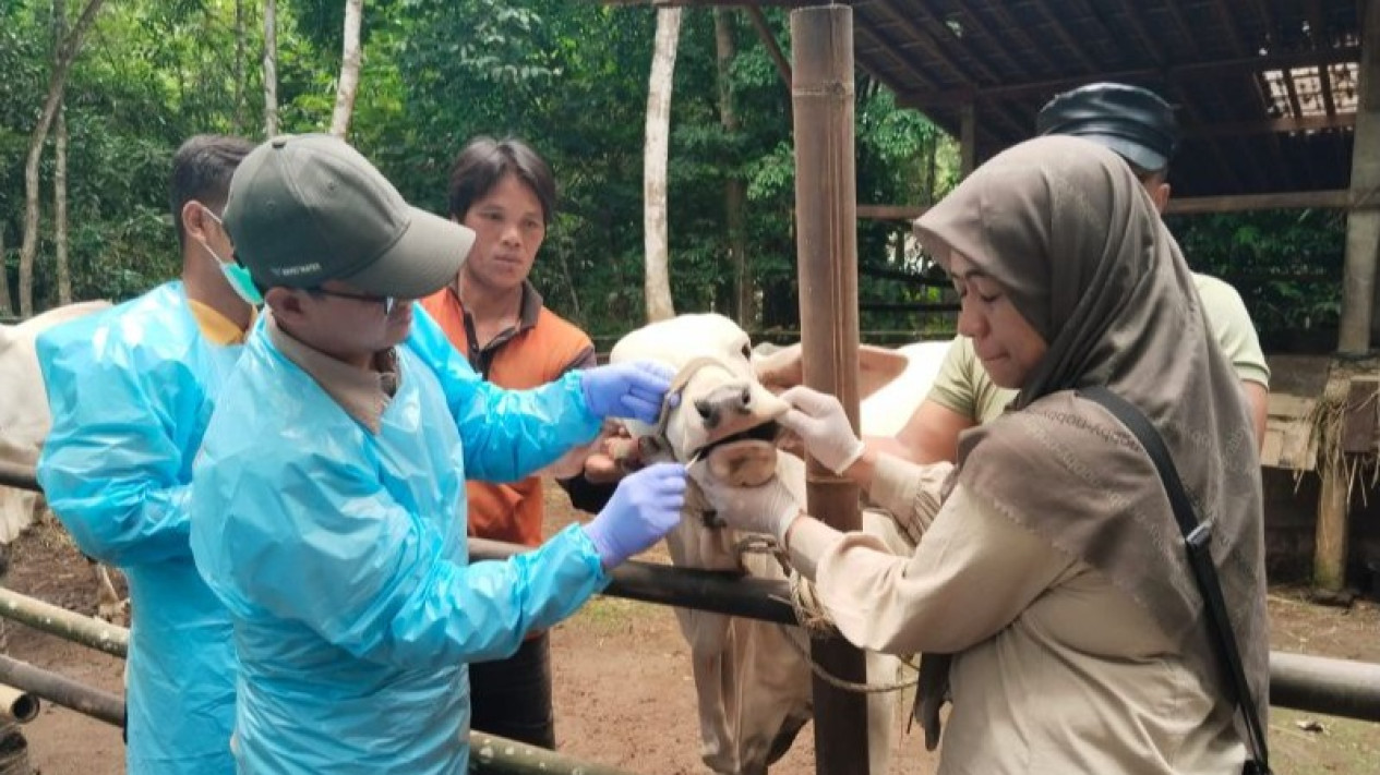 Wabah PMK Menyerang Ternak di Jawa Tengah, Tercatat 2.026 Temuan Kasus
            - galeri foto