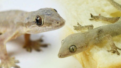 Cicak Hewan Fasik dan Akan Sial Jika Kejatuhannya? Kata Ustaz Firanda Andirja Itu…