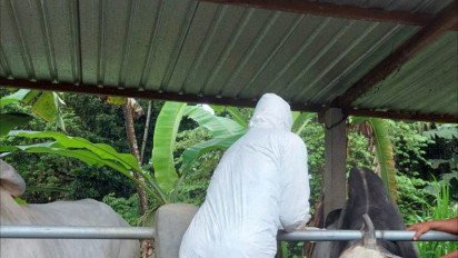 Kian Bertambah, 1.733 Sapi dan Kambing di DIY Terjangkit Penyakit Mulut dan Kuku