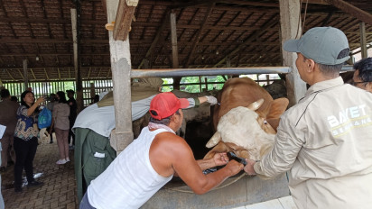 Warga Tolak Vaksinasi Jadi Penyebab Maraknya Sapi Terkena Penyakit Mulut dan Kuku di Jateng